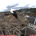 09_15-nest.jpg