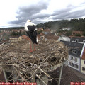 09_20-nest.jpg