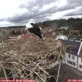 09_25-nest.jpg
