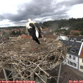 09_30-nest.jpg
