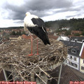 09_35-nest.jpg