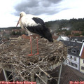 09_40-nest.jpg