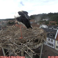 09_45-nest.jpg
