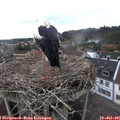 09_50-nest.jpg