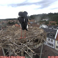 09_55-nest.jpg