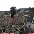 10_00-nest.jpg