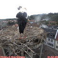 10_05-nest.jpg