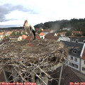 10_15-nest.jpg