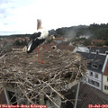 10_20-nest.jpg