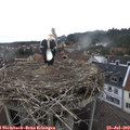 10_35-nest.jpg