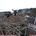 10_40-nest.jpg