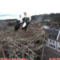 10_45-nest.jpg
