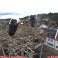 10_50-nest.jpg