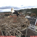 10_55-nest.jpg
