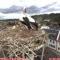 11_00-nest.jpg