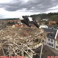 11_05-nest.jpg