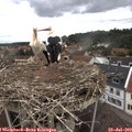 11_10-nest.jpg