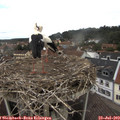 11_15-nest.jpg
