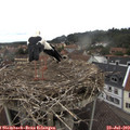 11_20-nest.jpg