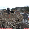 11_25-nest.jpg