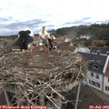 11_30-nest.jpg