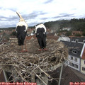 11_35-nest.jpg