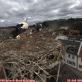 11_40-nest.jpg
