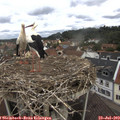 11_45-nest.jpg