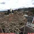 11_50-nest.jpg