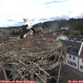 12_00-nest.jpg