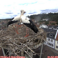 12_05-nest.jpg