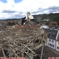 12_10-nest.jpg