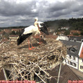 12_15-nest.jpg