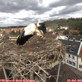 12_20-nest.jpg