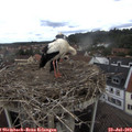 12_30-nest.jpg