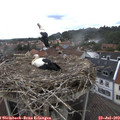 12_35-nest.jpg