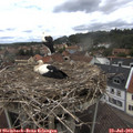12_40-nest.jpg