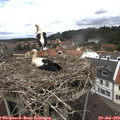 12_45-nest.jpg