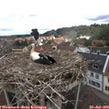 12_50-nest.jpg
