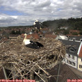 12_55-nest.jpg