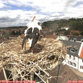 13_00-nest.jpg