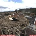 13_05-nest.jpg