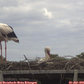 13_10-mast.jpg