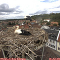 13_10-nest.jpg