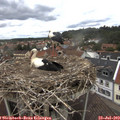 13_15-nest.jpg