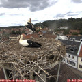 13_20-nest.jpg