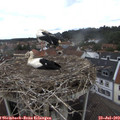 13_25-nest.jpg