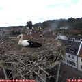 13_30-nest.jpg