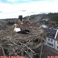 13_35-nest.jpg