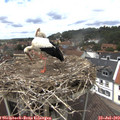 13_40-nest.jpg